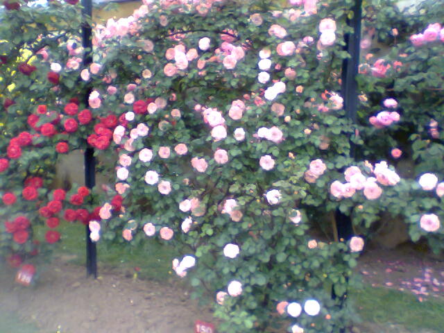 gal/roses/Immag087.jpg