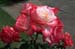 gal/roses/_thb_rosa9.jpg