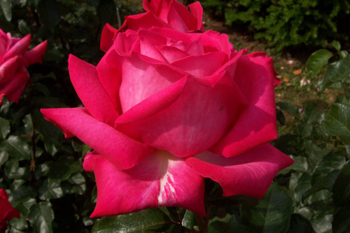 gal/roses/rosa13.jpg