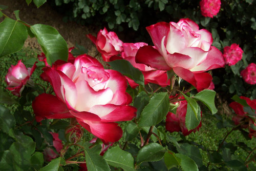 gal/roses/rosa2.jpg