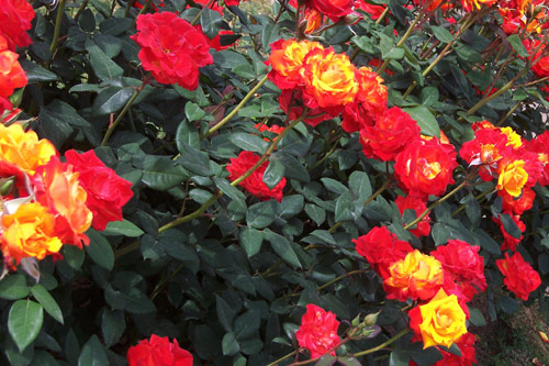 gal/roses/rosa3.jpg