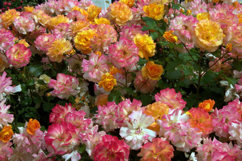 gal/roses/rosa4.jpg