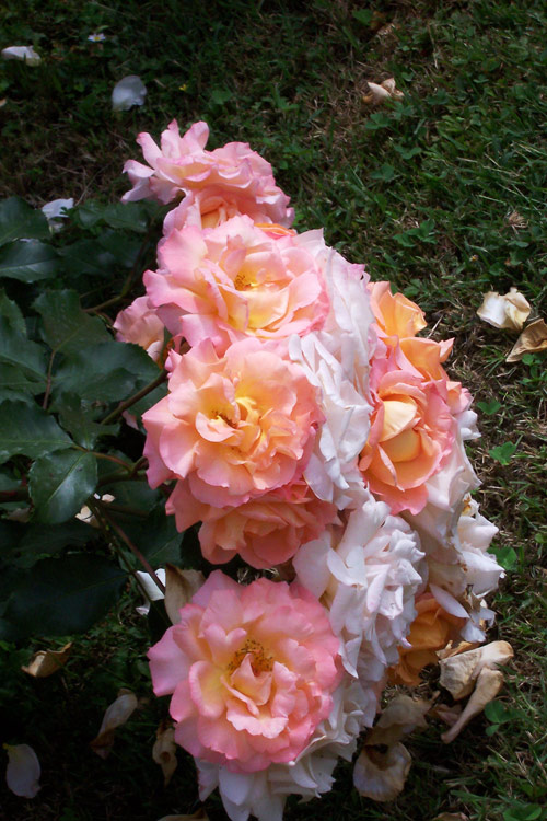 gal/roses/rosa5.jpg