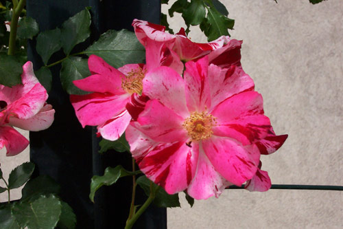 gal/roses/rosa6.jpg