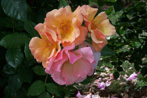 gal/roses/rosa8.jpg