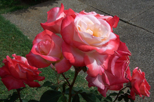 gal/roses/rosa9.jpg